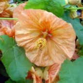 ABUTILON BELLA SALMON SHADES1